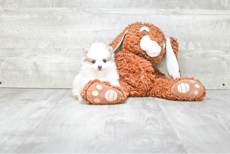 Energetic Pomeranian Purebred Puppy