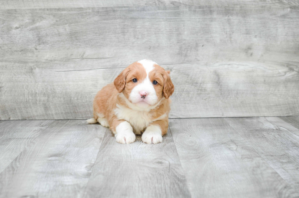 Petite Mini Goldendoodle Poodle Mix Pup