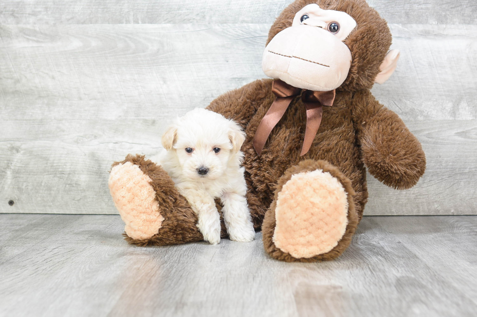 Friendly Maltipoo Baby