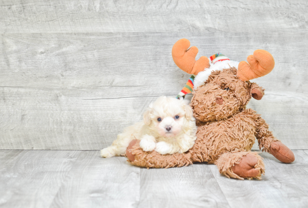 Maltipoo Puppy for Adoption