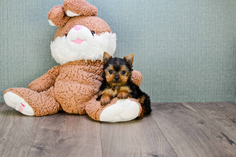 Meet Nugget - our Yorkshire Terrier Puppy Photo 