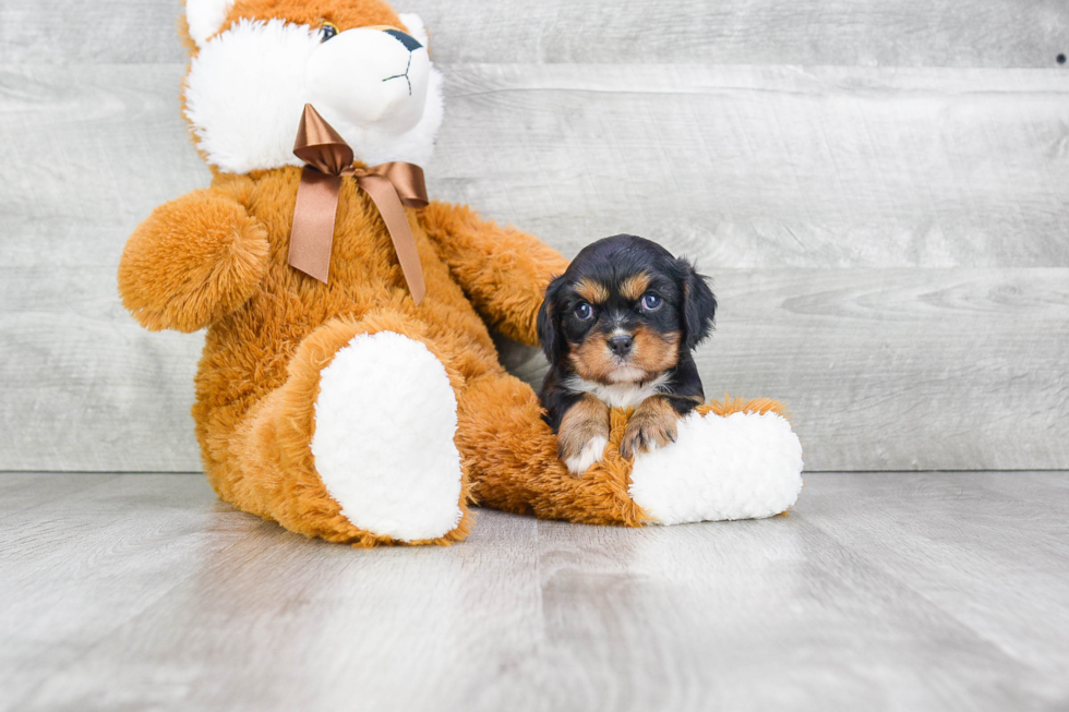 Petite Cavalier King Charles Spaniel Purebred Puppy