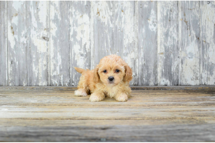 Sweet Cavapoo Baby