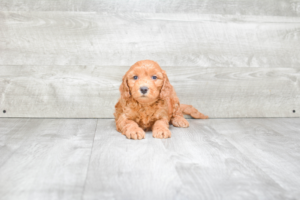 Smart Mini Goldendoodle Poodle Mix Pup