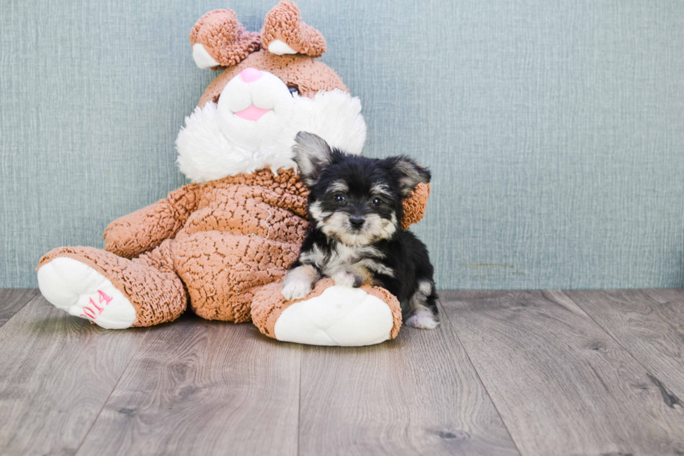 Little Yorkie Designer Puppy