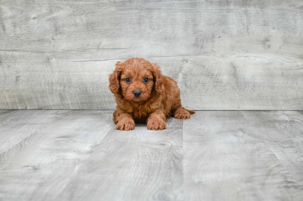 Funny Cavapoo Poodle Mix Pup