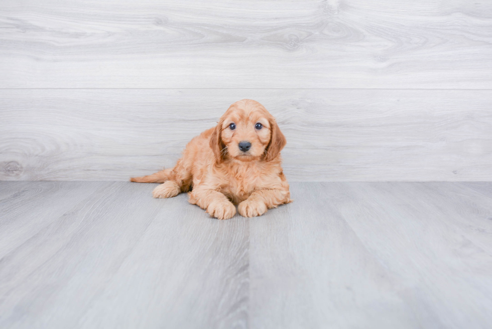 Cockapoo Pup Being Cute