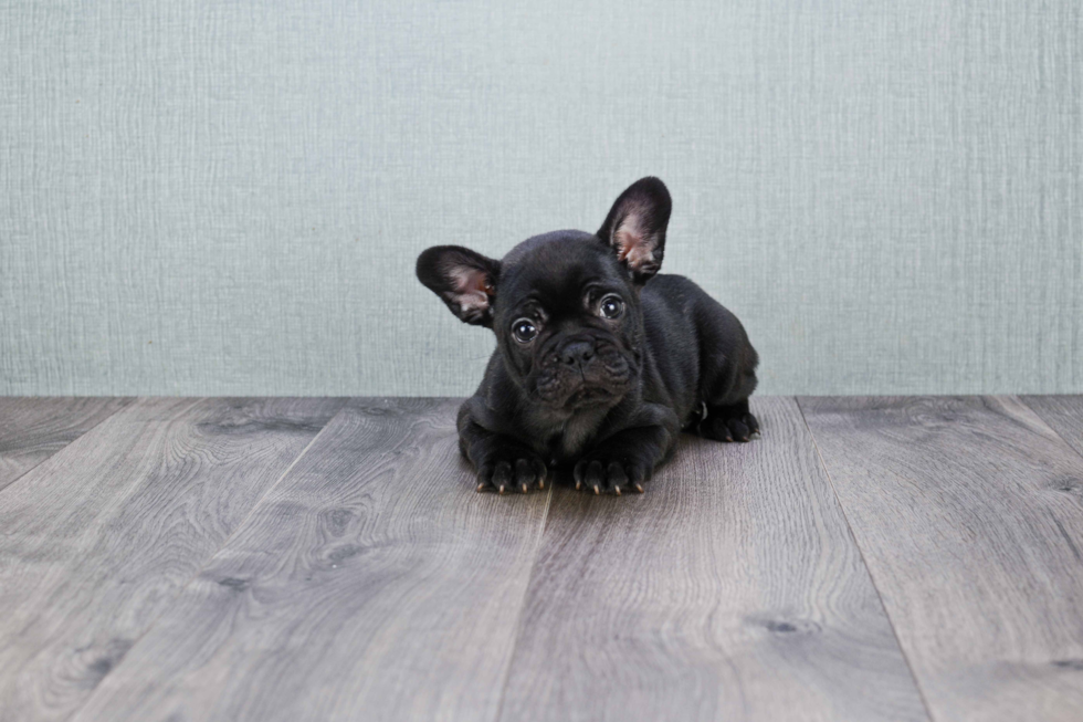 Best French Bulldog Baby