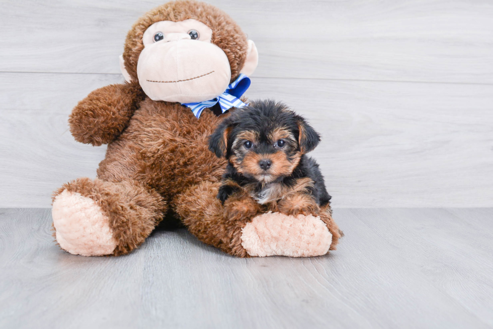 Meet Bella - our Yorkshire Terrier Puppy Photo 