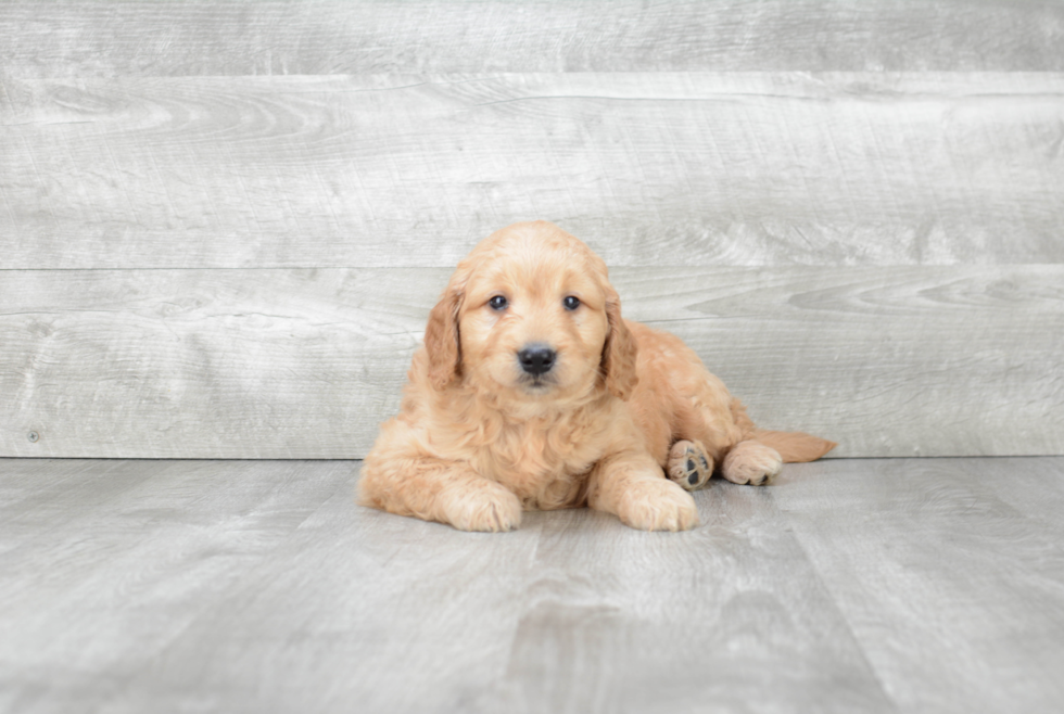 Adorable Golden Retriever Poodle Mix Puppy