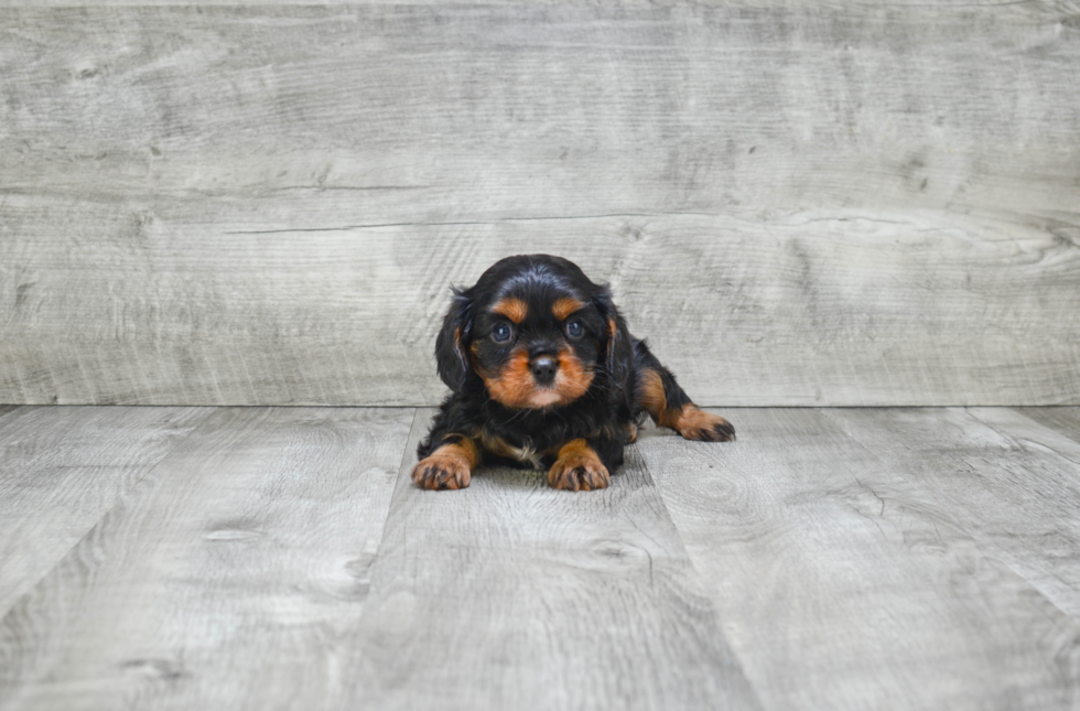 Cavalier King Charles Spaniel Puppy for Adoption