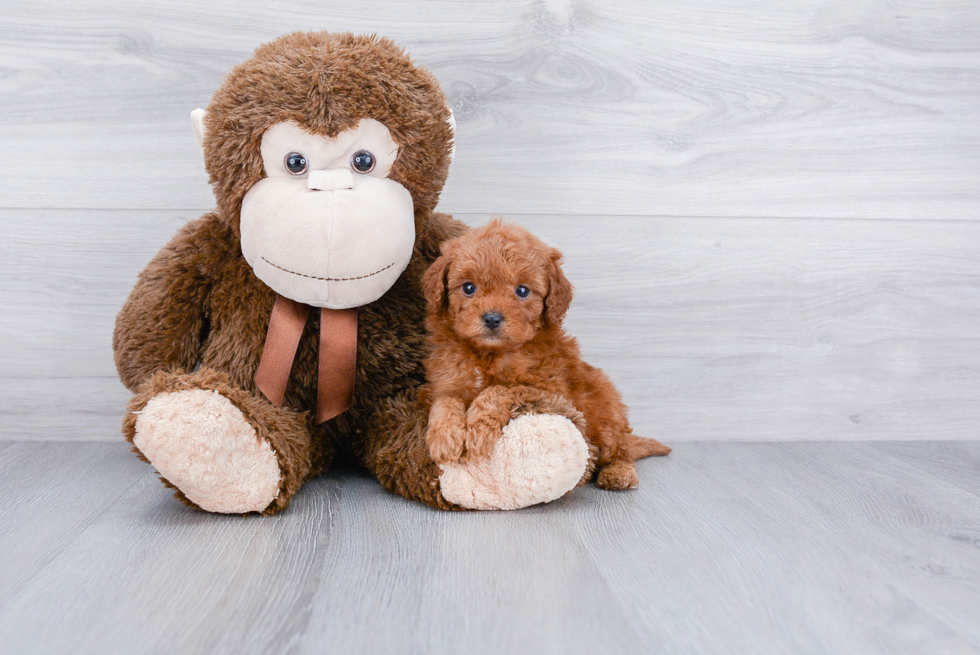 Friendly Cavapoo Baby