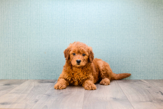 Popular Mini Goldendoodle Poodle Mix Pup