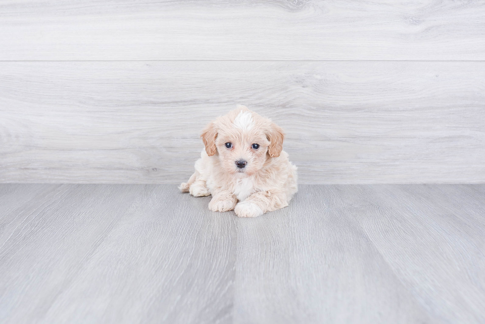 Maltipoo Pup Being Cute