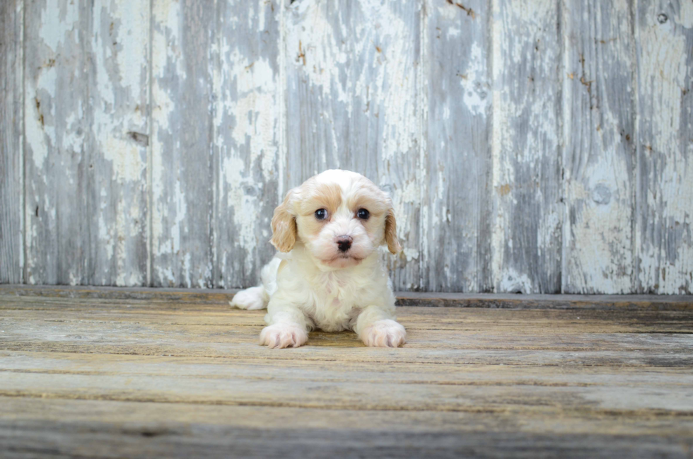 Small Cavachon Baby