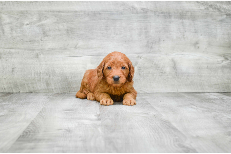 Adorable Golden Retriever Poodle Mix Puppy