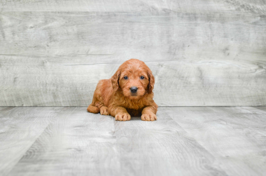 Adorable Golden Retriever Poodle Mix Puppy