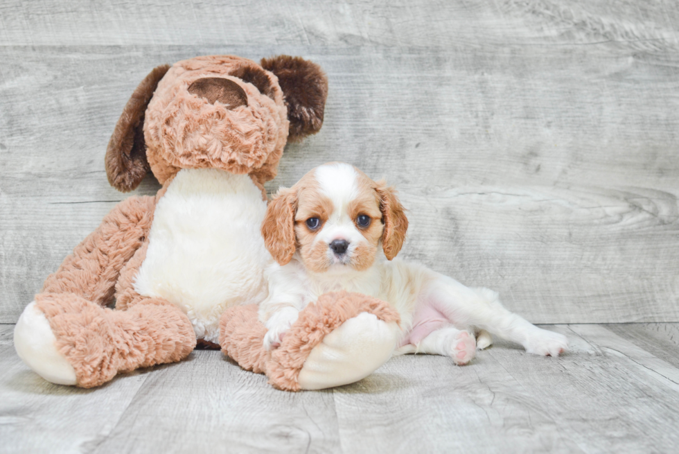 Cavalier King Charles Spaniel Pup Being Cute