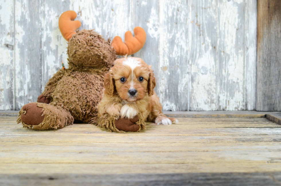 Cavapoo Puppy for Adoption