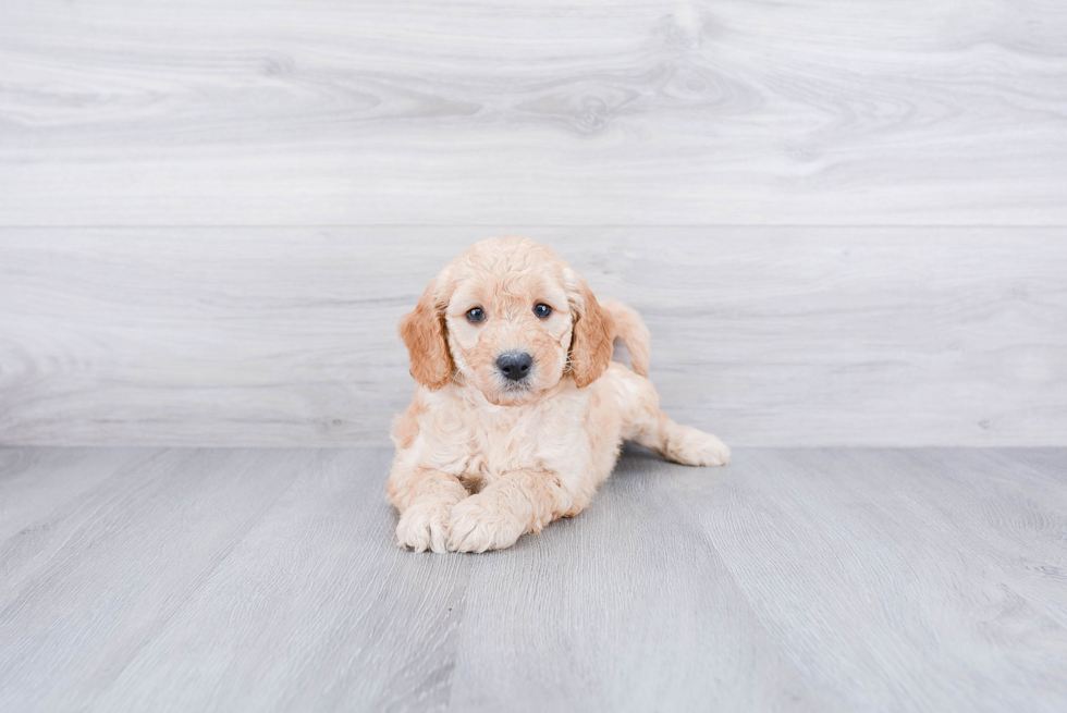 Happy Mini Goldendoodle Baby