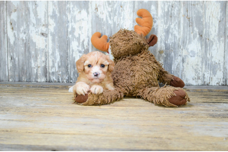 Best Cavachon Baby