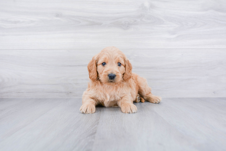 Small Mini Goldendoodle Baby