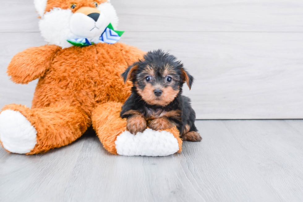 Meet Bella - our Yorkshire Terrier Puppy Photo 