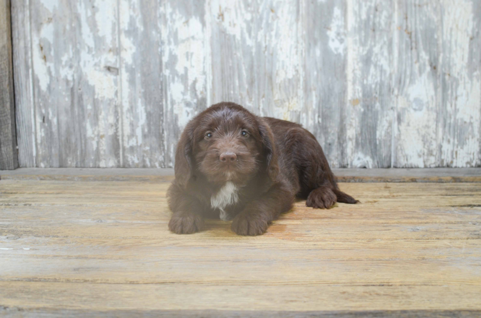 Funny Mini Labradoodle Poodle Mix Pup