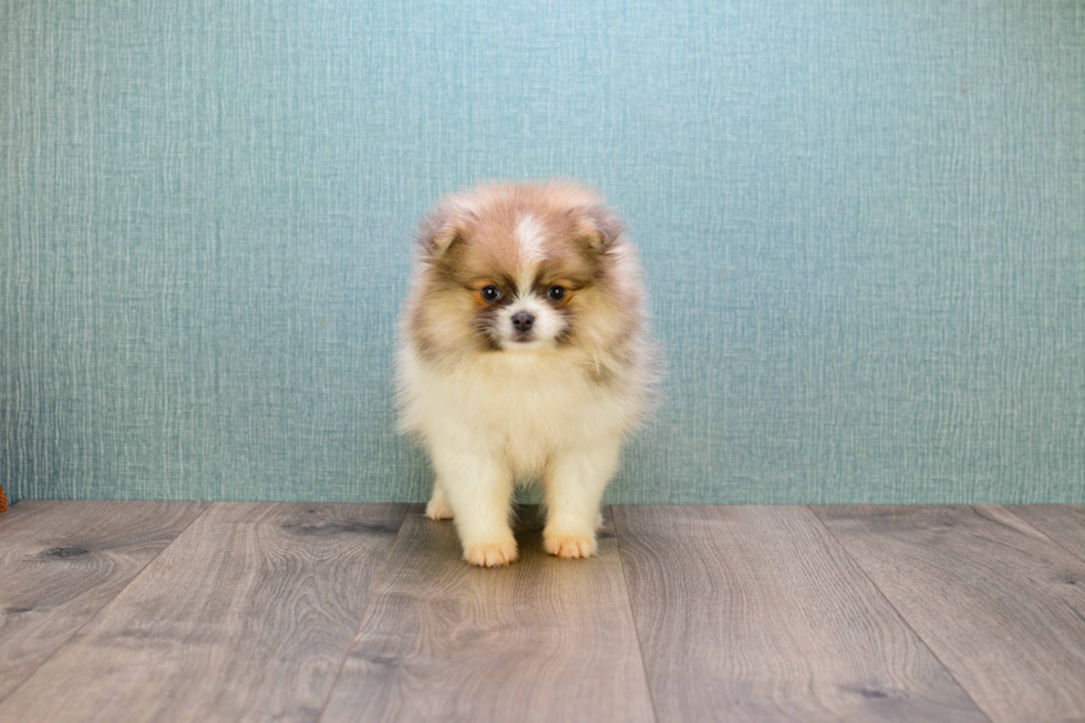 Petite Pomeranian Purebred Puppy