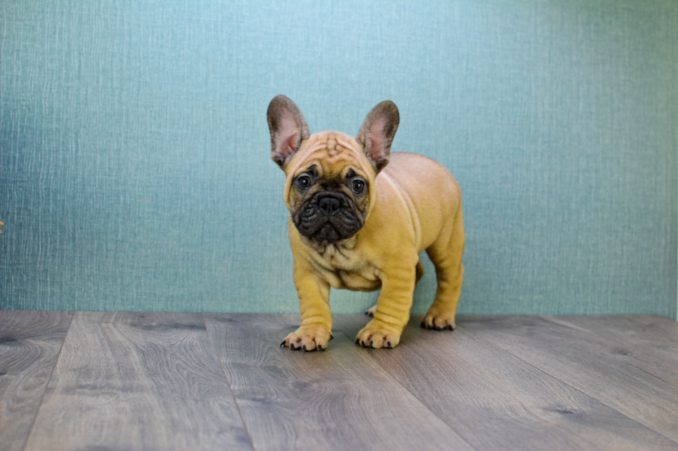 French Bulldog Pup Being Cute