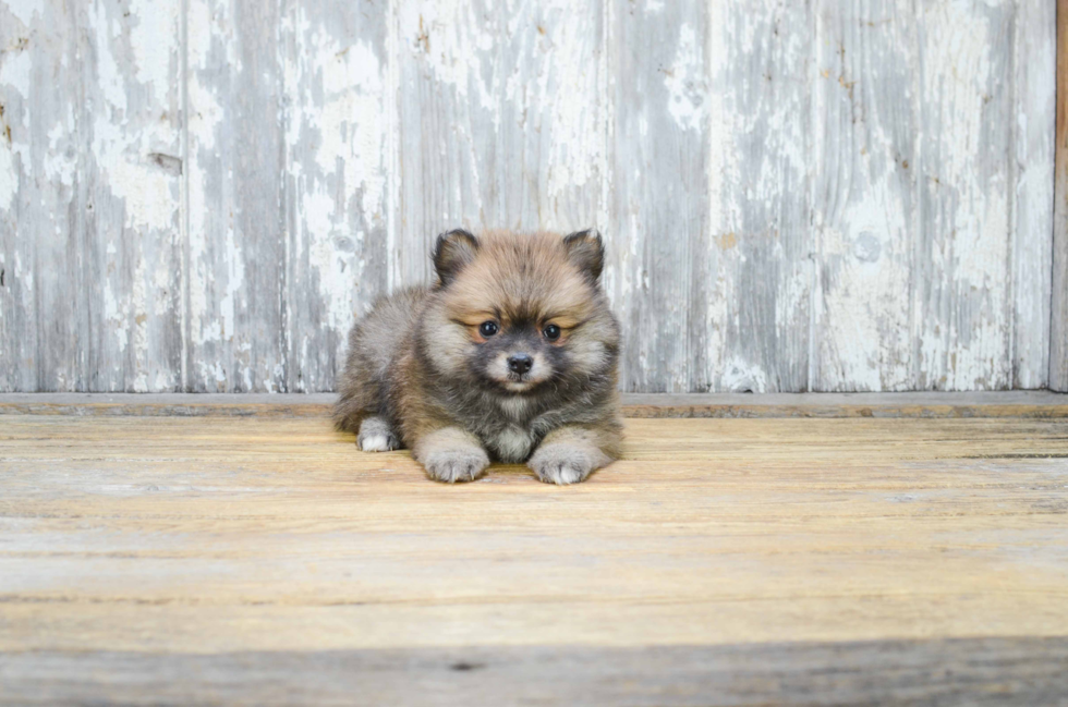 Pomeranian Puppy for Adoption