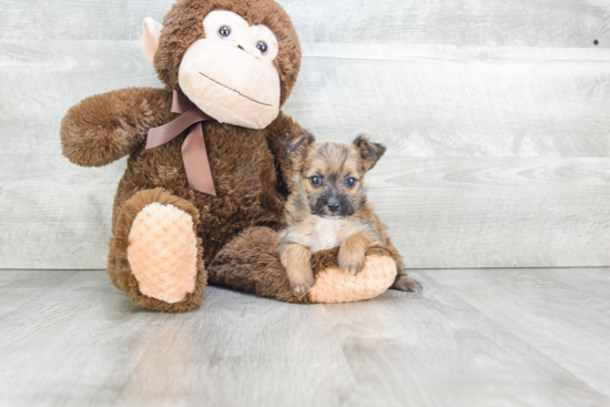 Morkie Pup Being Cute