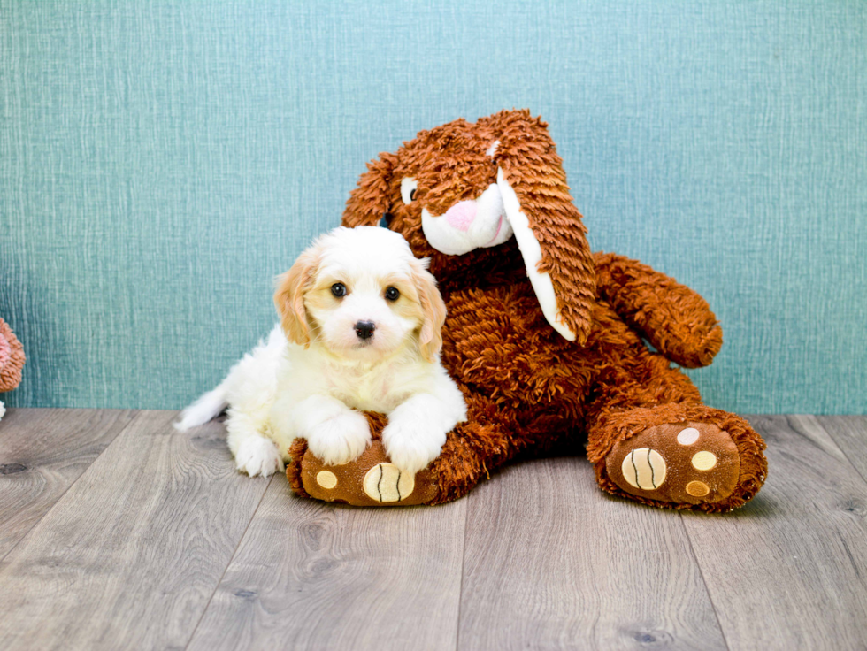 Hypoallergenic Cavalier Designer Puppy