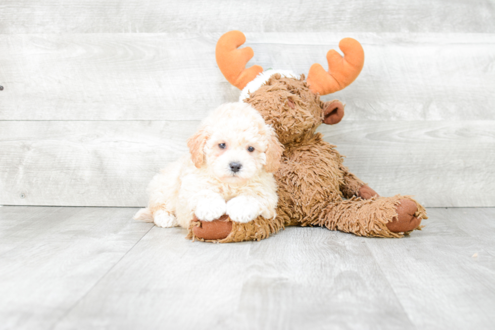 Maltipoo Puppy for Adoption