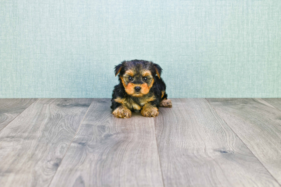 Meet Timmy - our Yorkshire Terrier Puppy Photo 