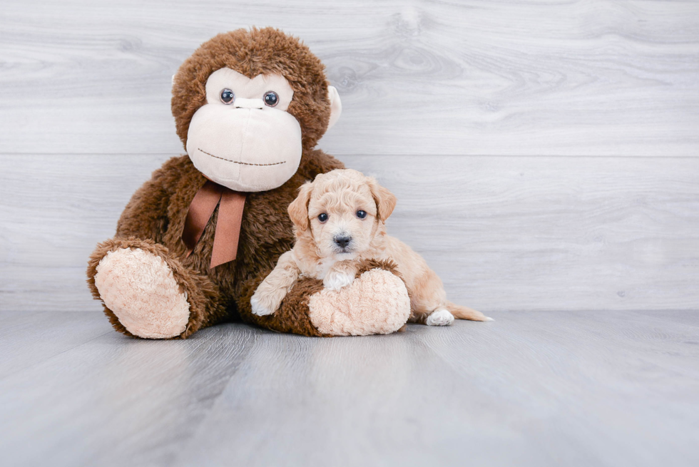 Smart Maltipoo Poodle Mix Pup