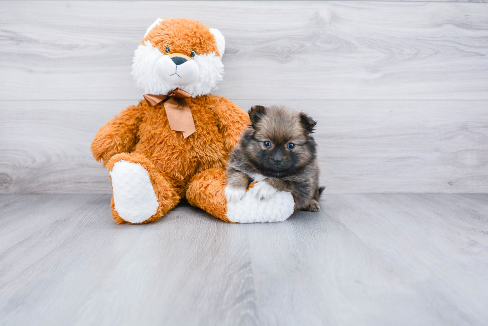 Cute Pomeranian Purebred Puppy