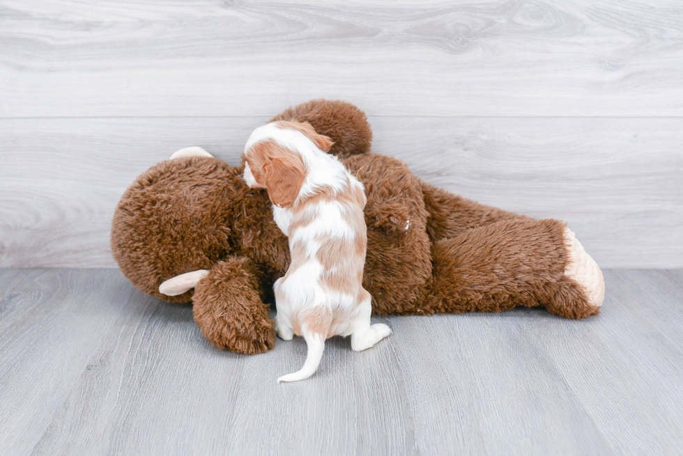 Playful Cavalier King Charles Spaniel Purebred Pup