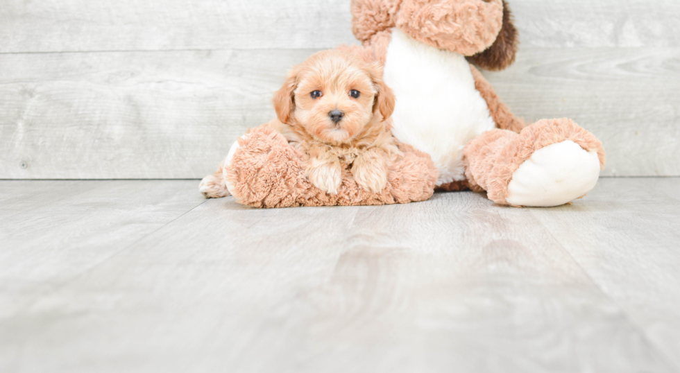 Small Maltipoo Baby