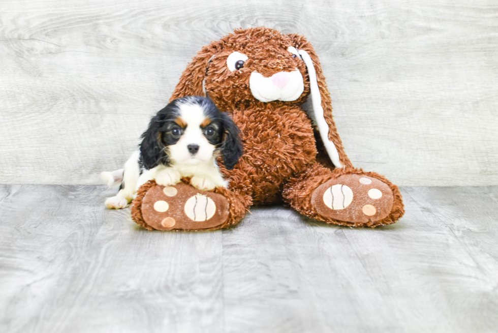 Cavalier King Charles Spaniel Puppy for Adoption
