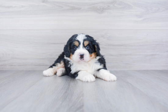 Mini Bernedoodle Pup Being Cute