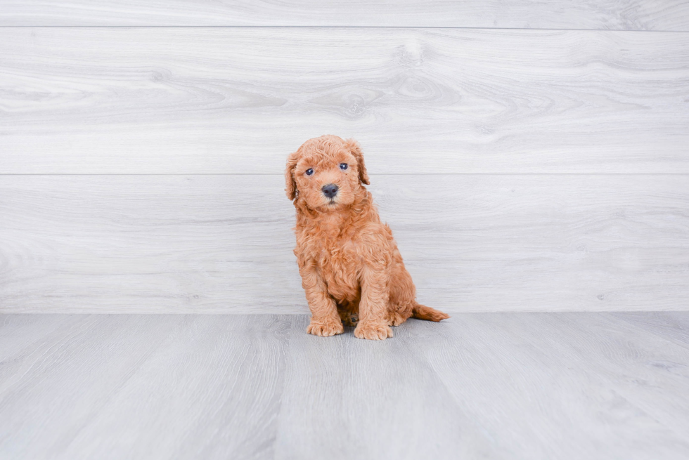 Best Mini Goldendoodle Baby