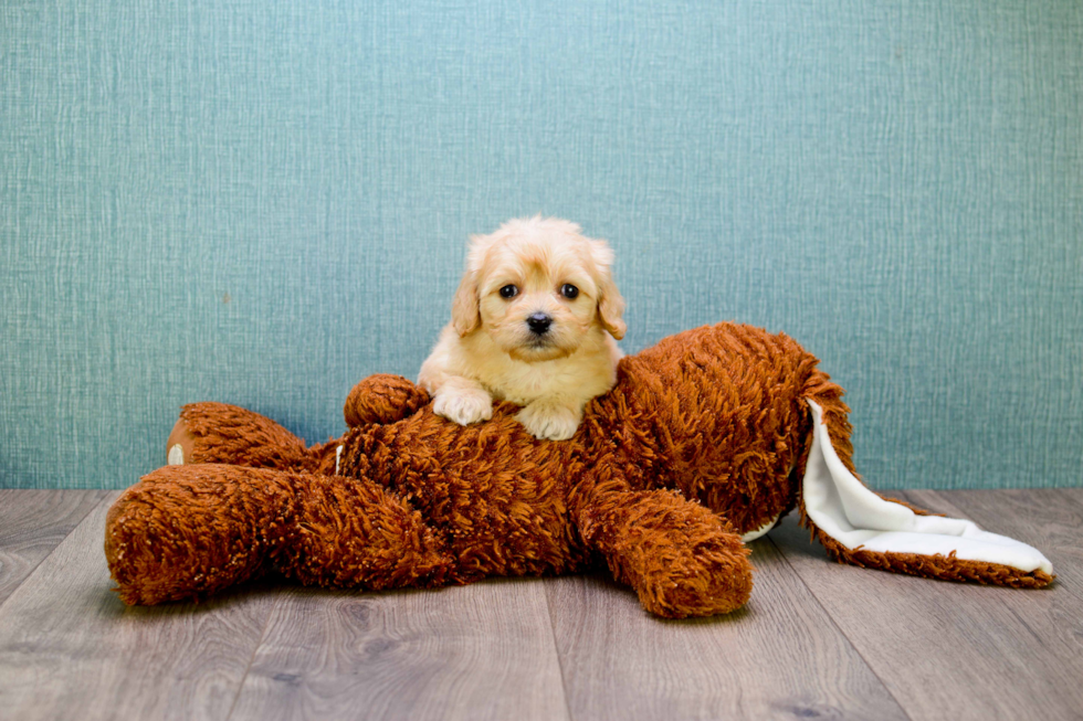 Sweet Cavachon Baby