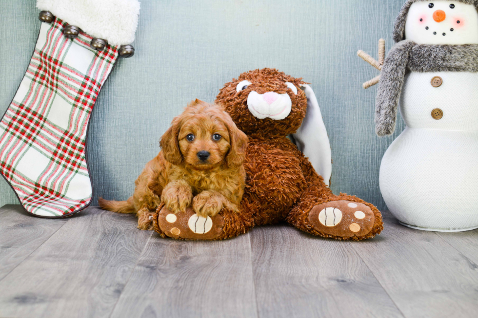 Cavapoo Puppy for Adoption