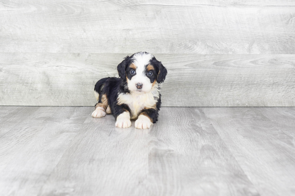 Cute Mini Bernedoodle Baby