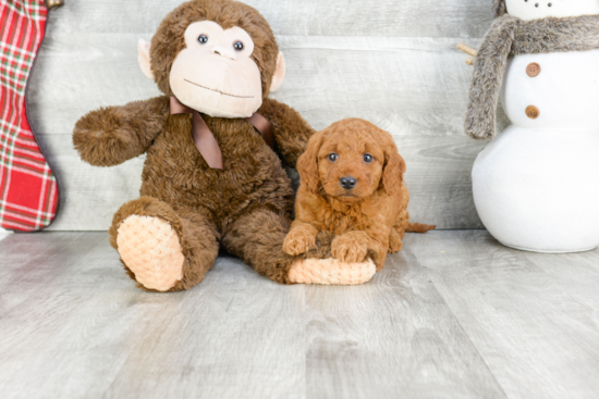 Mini Goldendoodle Puppy for Adoption