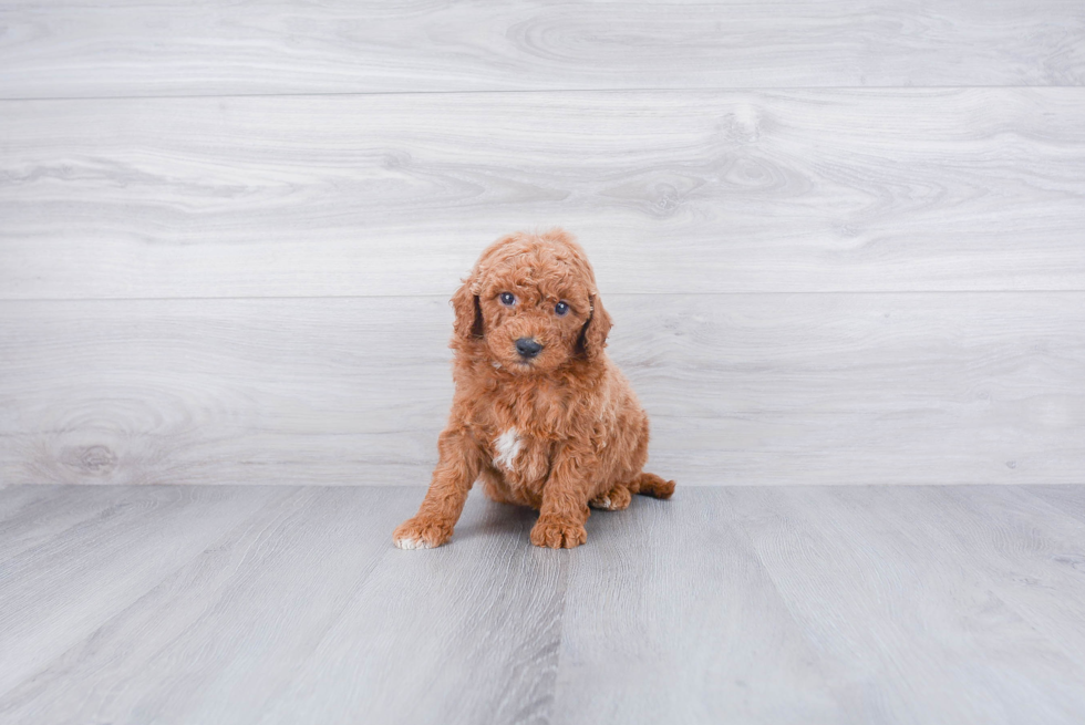 Mini Goldendoodle Pup Being Cute