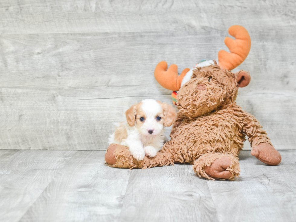 Fluffy Cavapoo Poodle Mix Pup