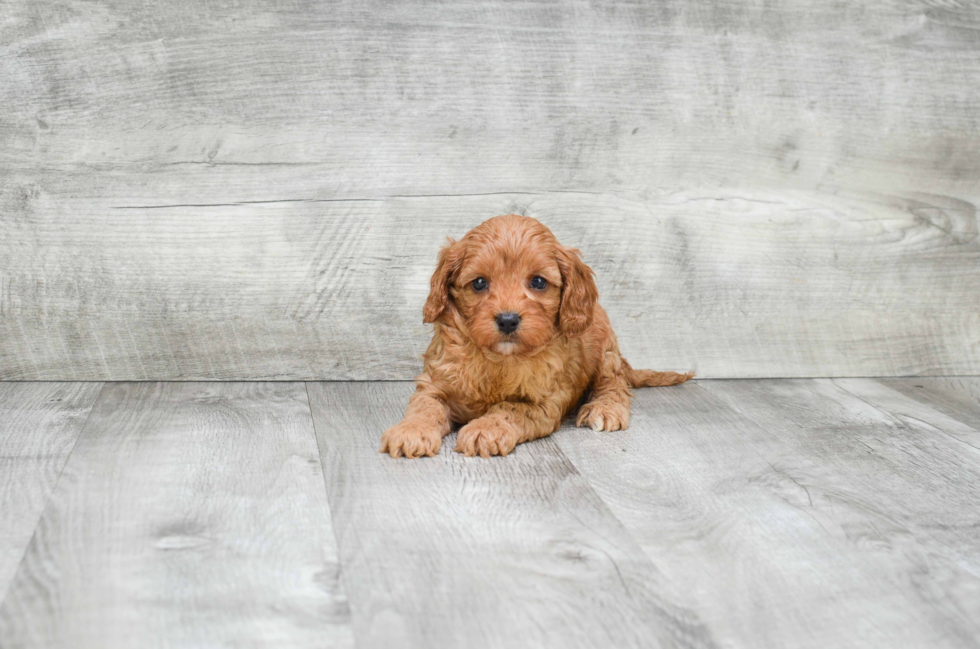 Energetic Cavoodle Poodle Mix Puppy