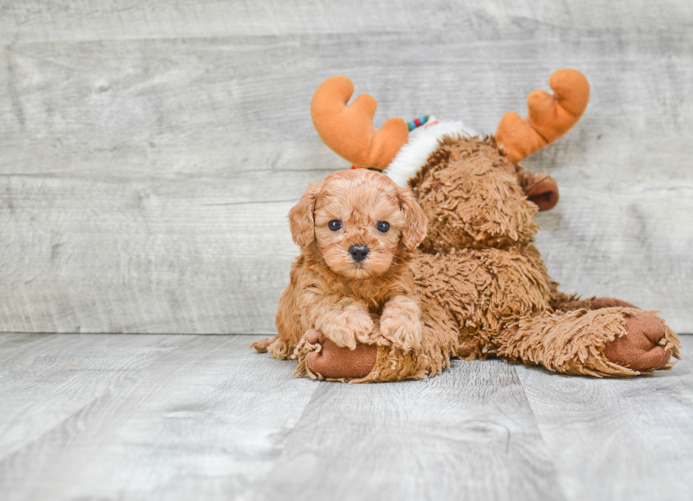 Happy Cavapoo Baby